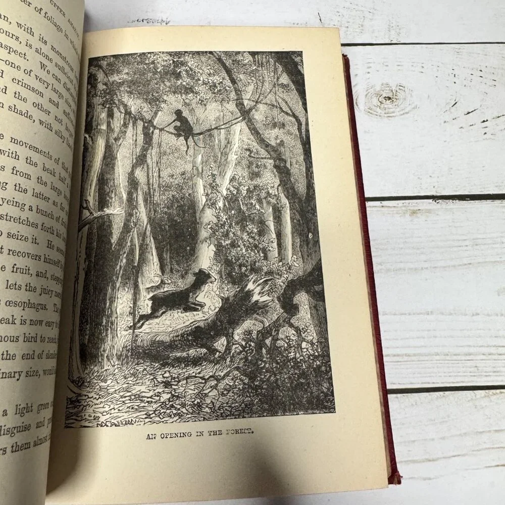 Half Hours in Woods and‎ Wilds 1883 HC Wm. Isbister Leather Spine Gift